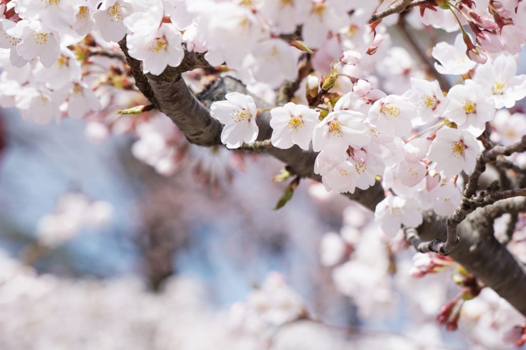 小田原城址公園の桜まつり21 開花状況やライトアップなど 情報発信ブログサイト Blue Rose