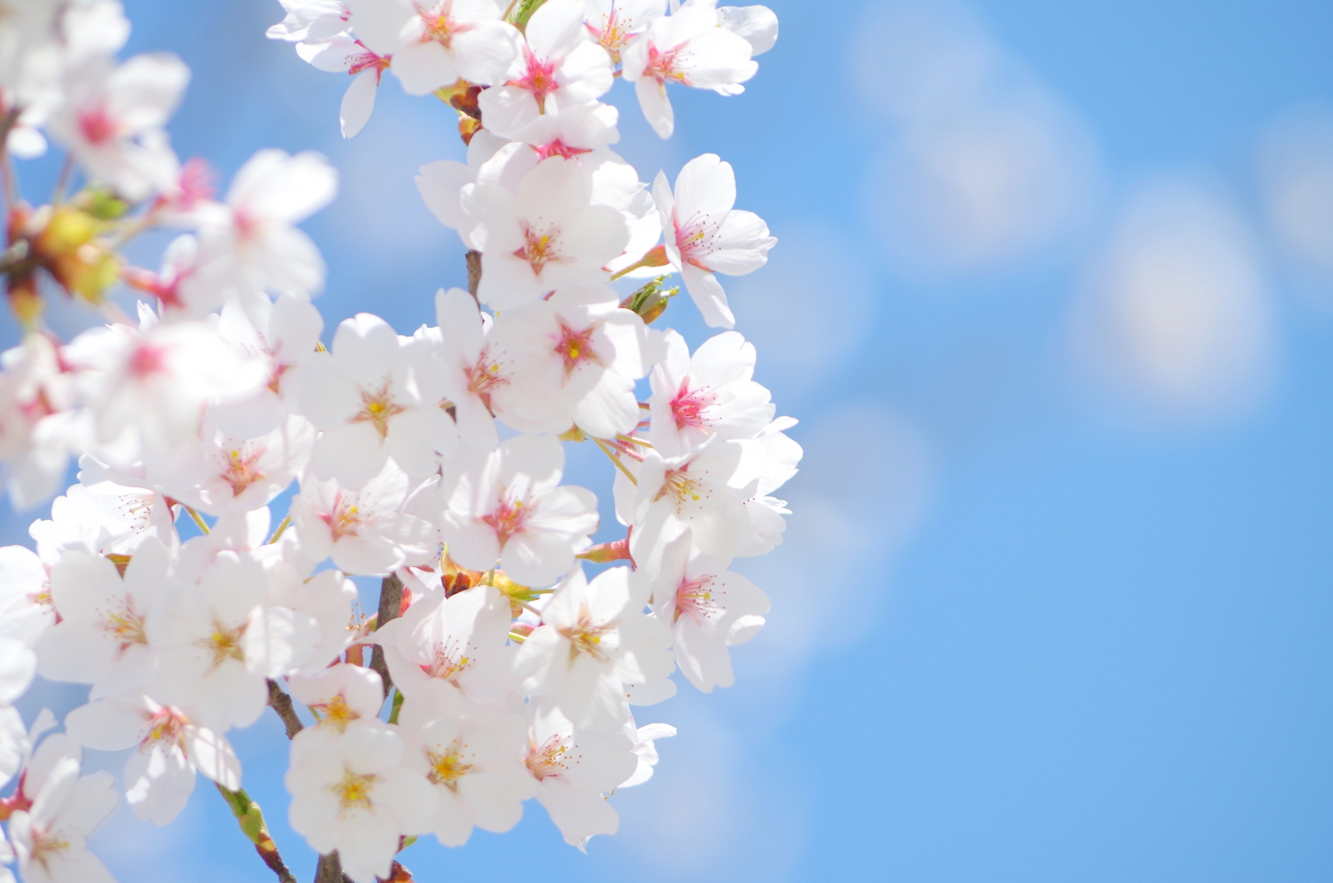 飯山白山森林公園の桜21 開花状況や桜まつりなど紹介 情報発信ブログサイト Blue Rose
