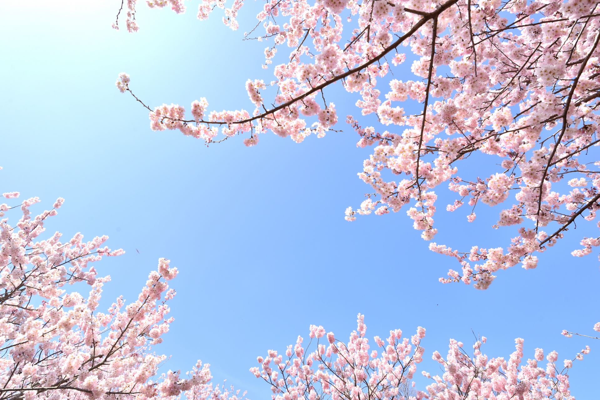 年 井の頭恩賜公園 桜の開花 見頃 ライトアップ情報 情報発信ブログサイト Blue Rose