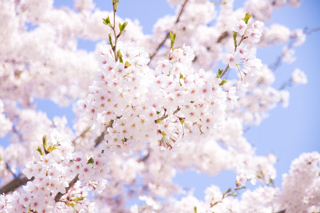 近つ飛鳥風土記の丘の桜21 開花状況や見頃時期など紹介 情報発信ブログサイト Blue Rose