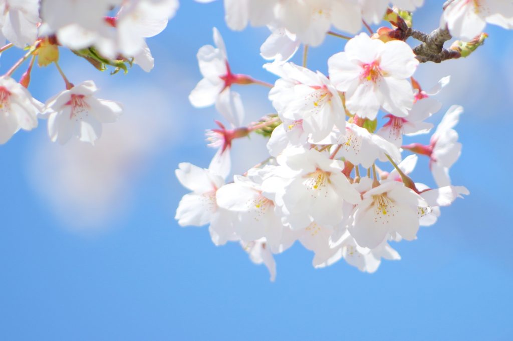 小金井公園の桜まつり21 開花状況やライトアップなど紹介 情報発信ブログサイト Blue Rose