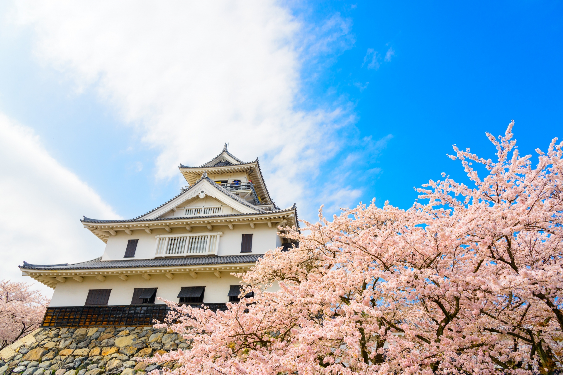 長浜城 豊公園 の桜21 開花状況やライトアップなど紹介 情報発信ブログサイト Blue Rose