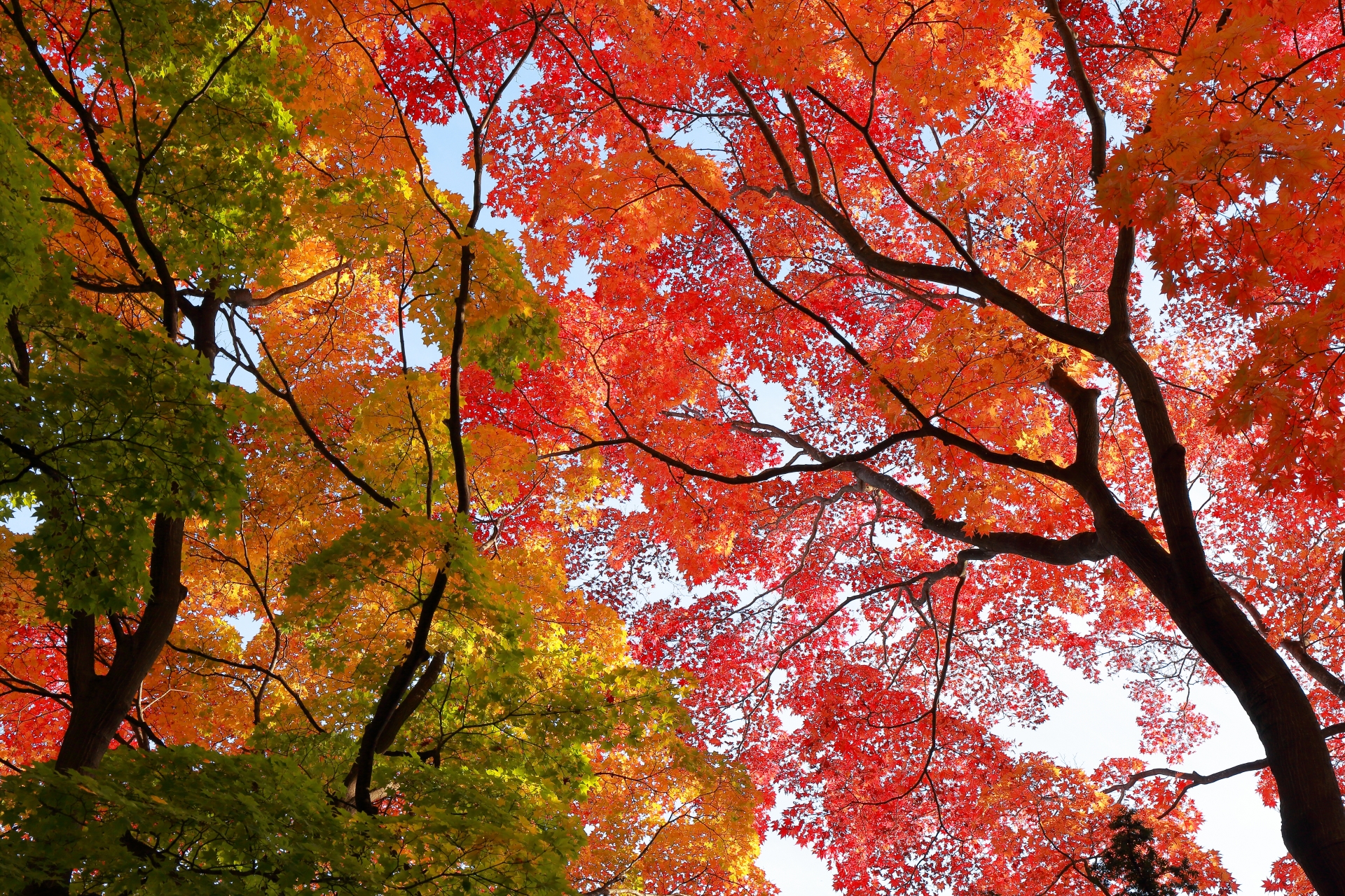 葛根田渓谷で紅葉もみじ狩り 色彩のコントラストに注目 情報発信ブログサイト Blue Rose