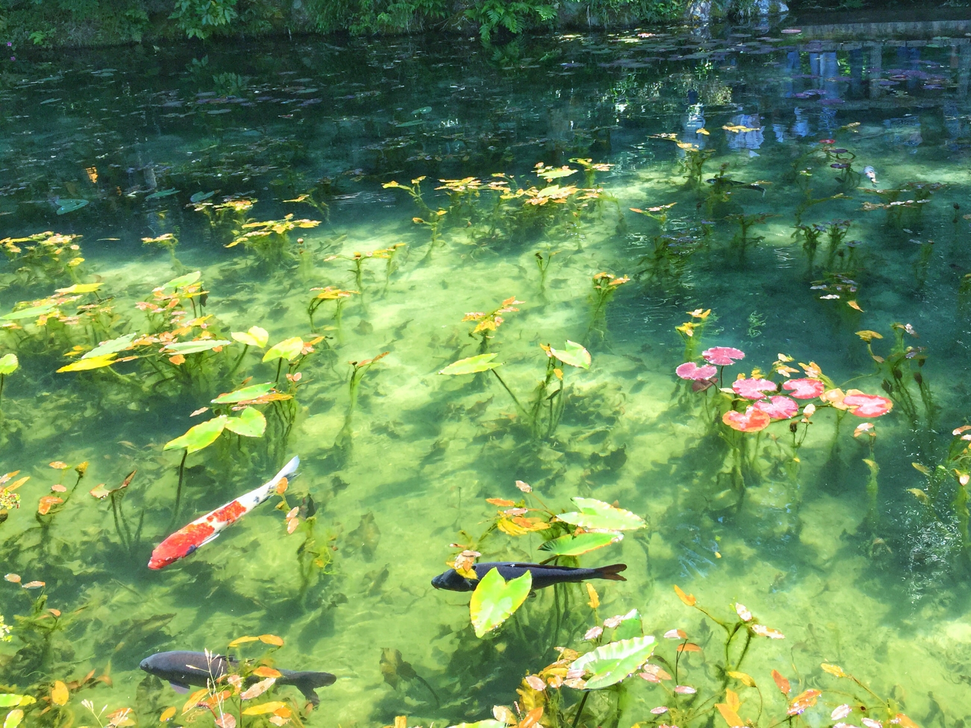 モネの池岐阜で紅葉もみじ 見頃時期や見どころなどご紹介 情報発信ブログサイト Blue Rose