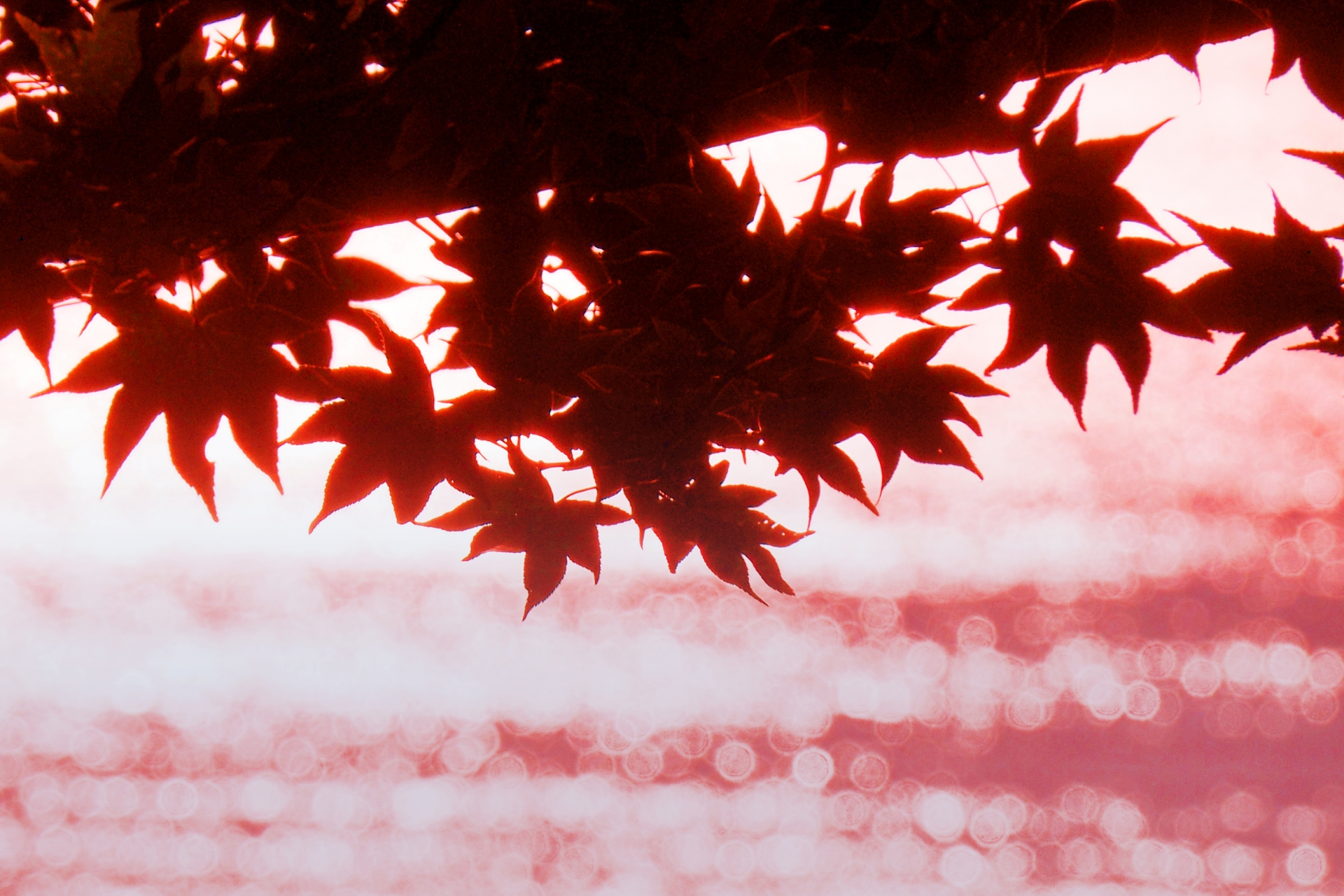 狭山湖で紅葉もみじ狩り 見頃時期や見どころなど紹介 情報発信ブログサイト Blue Rose