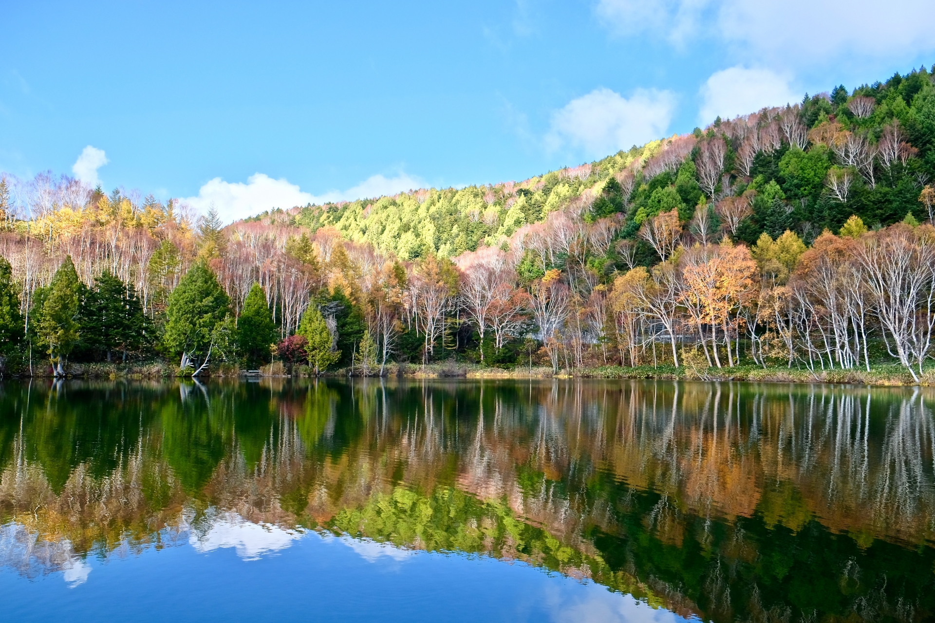 志賀高原の紅葉もみじ狩り 見頃時期など紹介 高原を彩る 情報発信ブログサイト Blue Rose