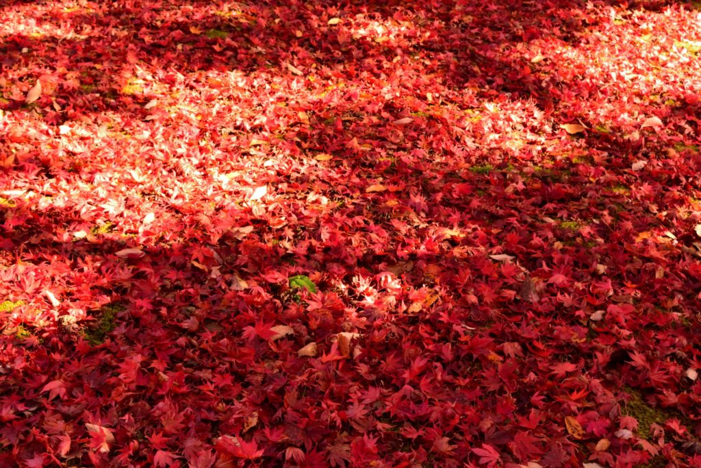 鶴山公園 津山城 で紅葉もみじ狩り 見頃時期など紹介 情報発信ブログサイト Blue Rose