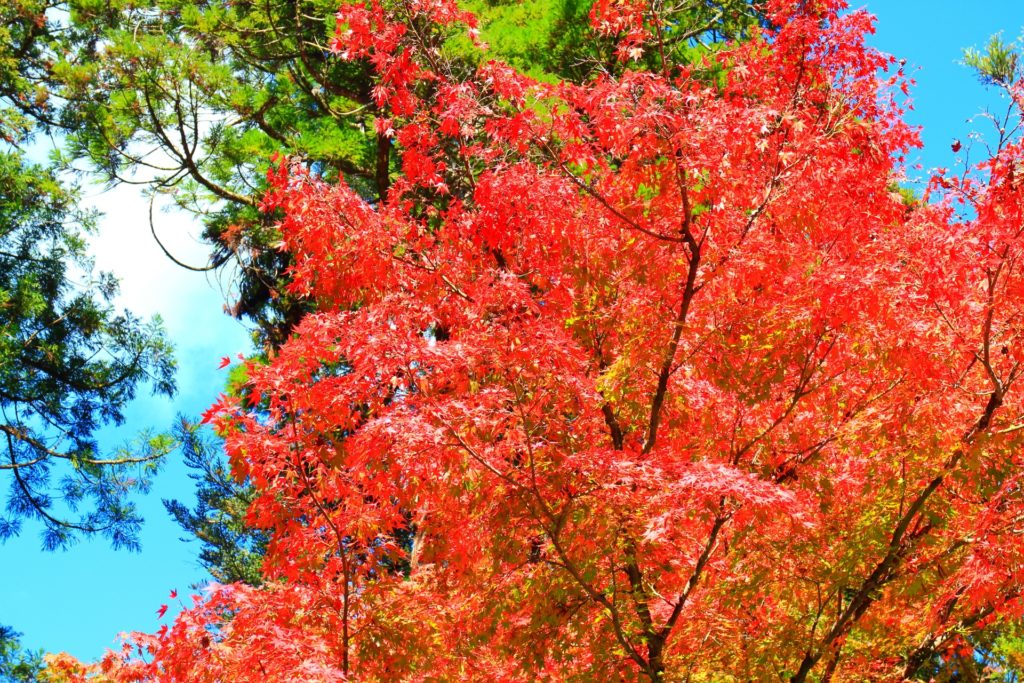 華厳寺で紅葉もみじ狩り 見頃時期やもみじまつり情報を紹介 情報発信ブログサイト Blue Rose