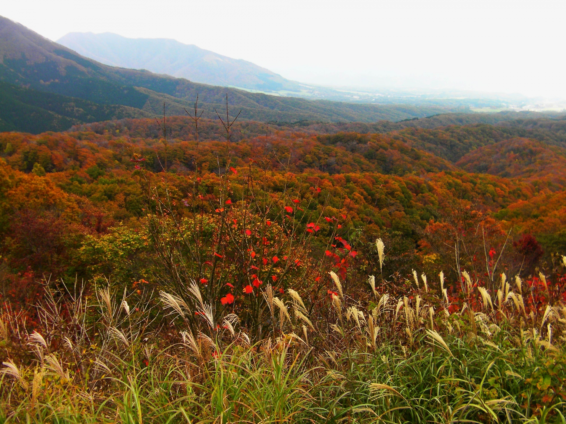 蒜山高原で紅葉もみじ狩り 見頃時期やドライブなど紹介 情報発信ブログサイト Blue Rose