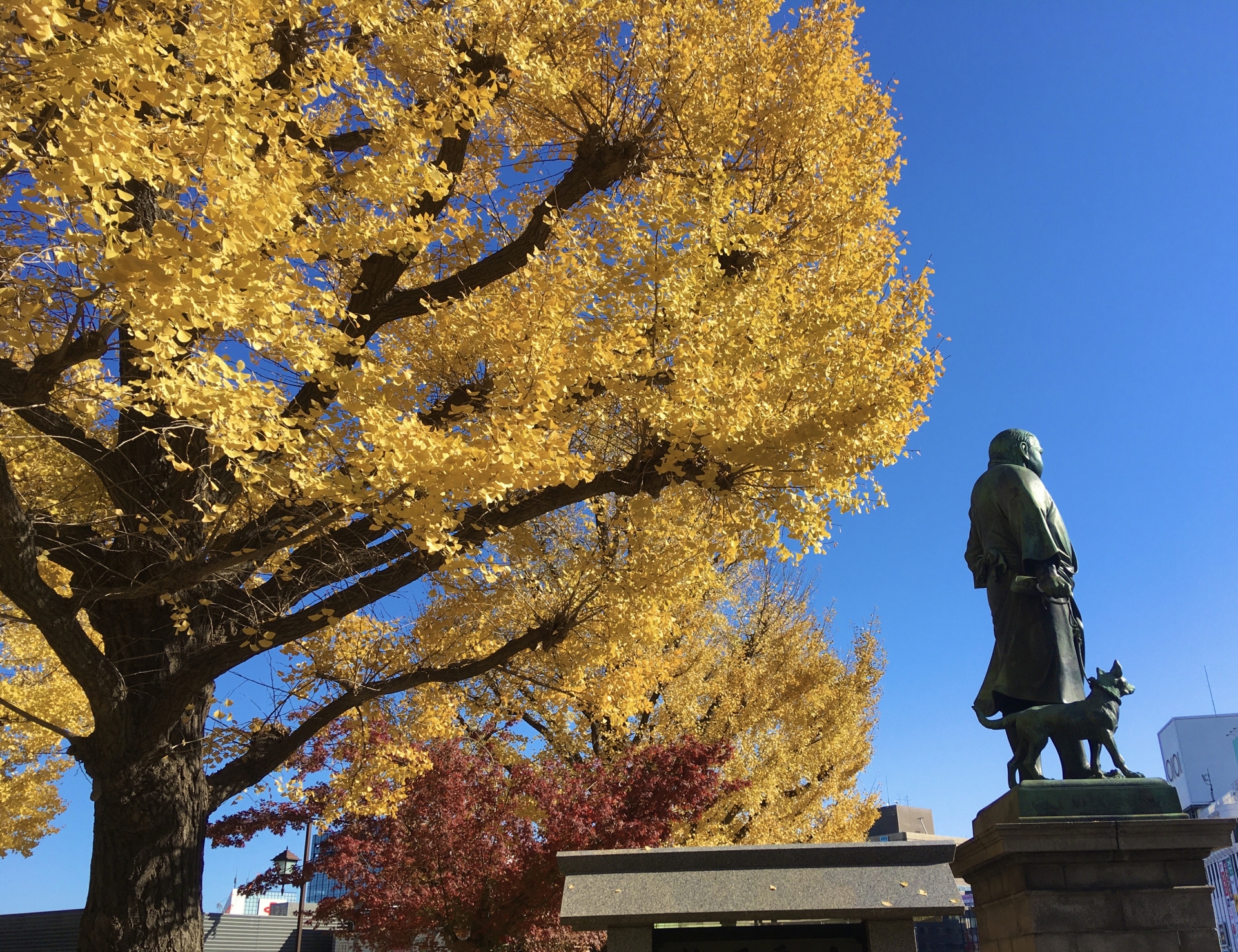 上野公園で紅葉もみじ狩り 見頃時期や見どころなど紹介 情報発信ブログサイト Blue Rose