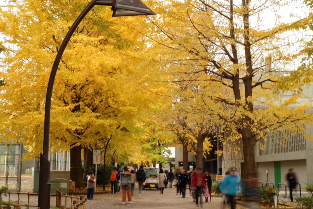 上野公園で紅葉もみじ狩り 見頃時期や見どころなど紹介 情報発信ブログサイト Blue Rose