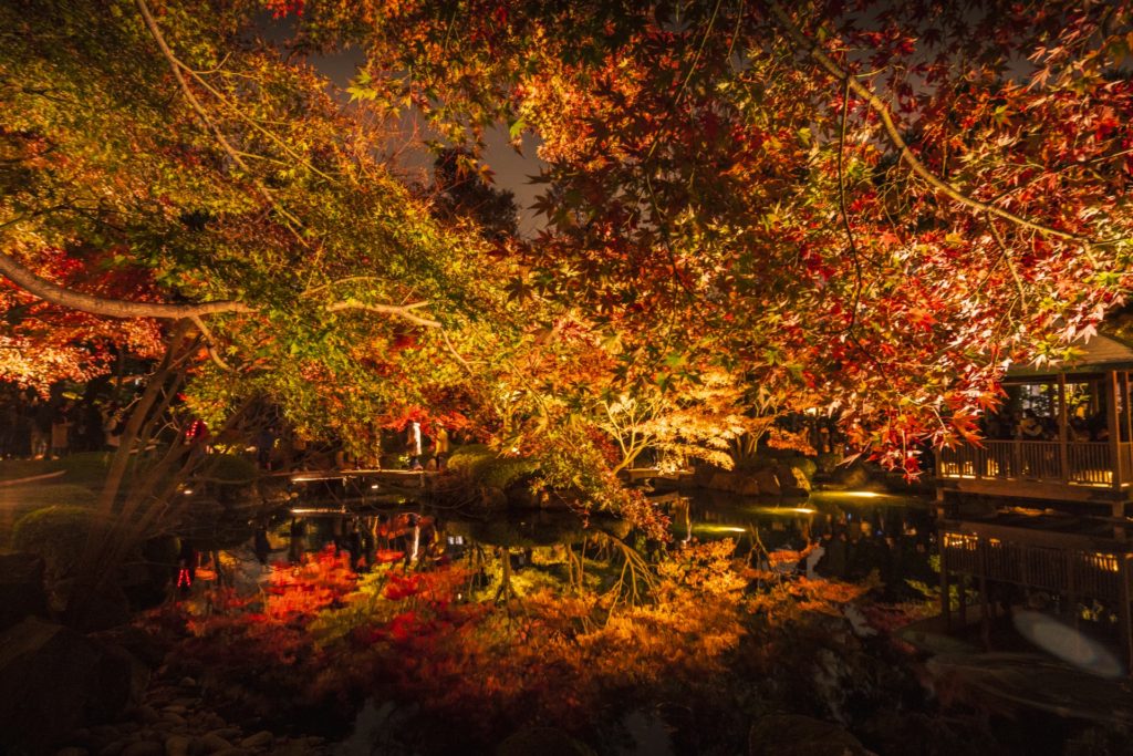 太田黒公園で紅葉もみじ狩り 見頃時期やライトアップなど紹介 情報発信ブログサイト Blue Rose