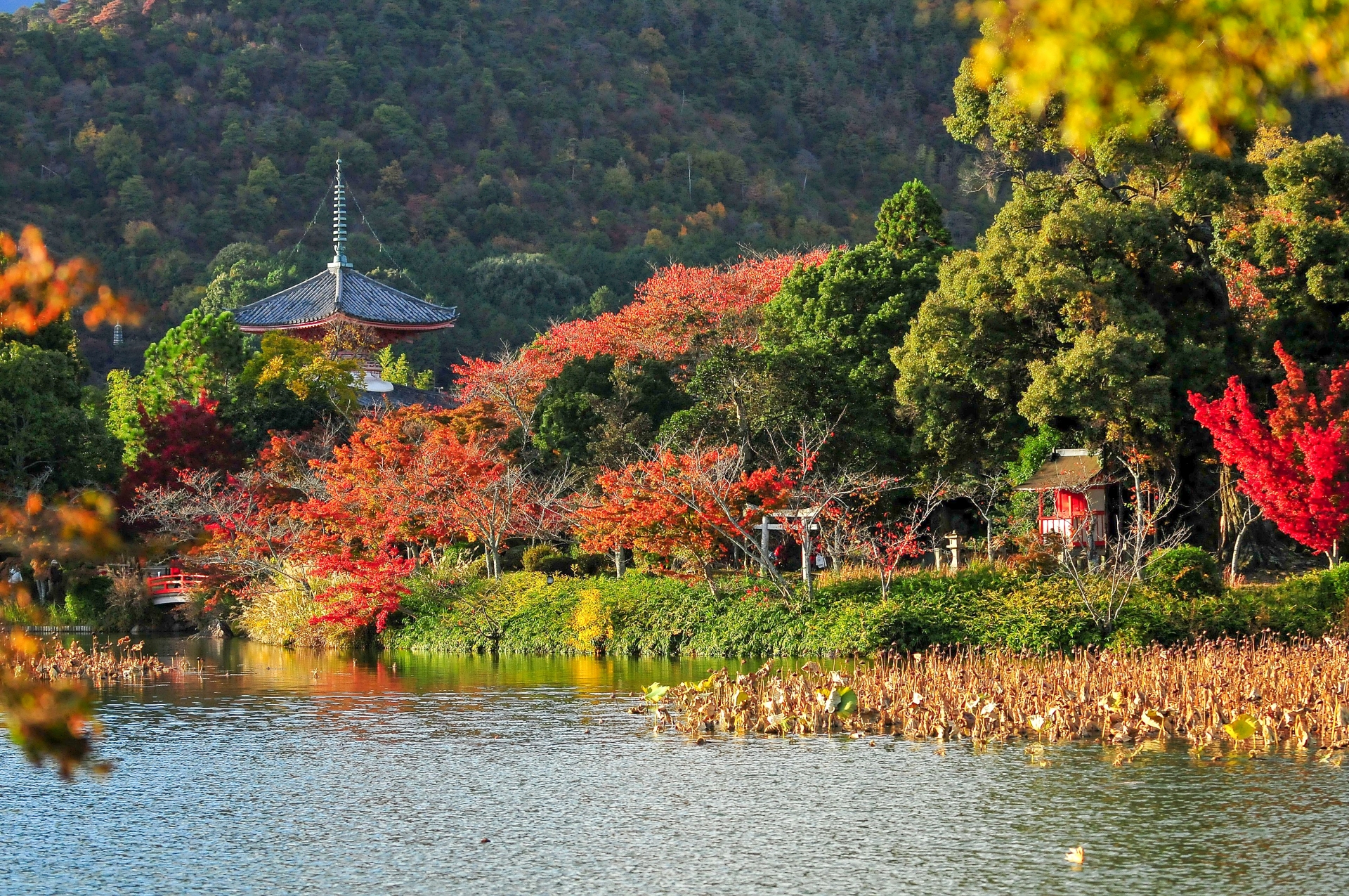 大覚寺で紅葉もみじ狩り 見頃時期やライトアップなど紹介 情報発信ブログサイト Blue Rose