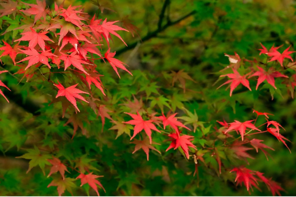 城崎温泉で紅葉もみじ狩り 見頃時期や見どころなど紹介 情報発信ブログサイト Blue Rose
