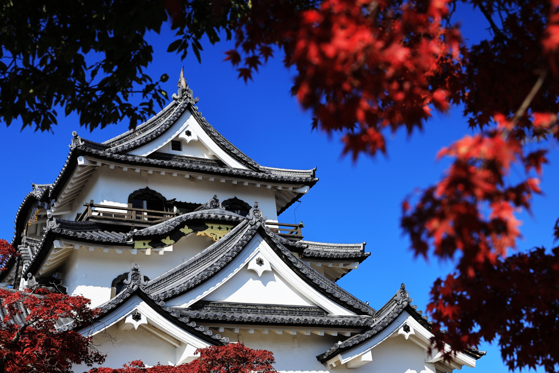 彦根城で紅葉もみじ狩り 見頃時期やライトアップなど紹介 情報発信ブログサイト Blue Rose