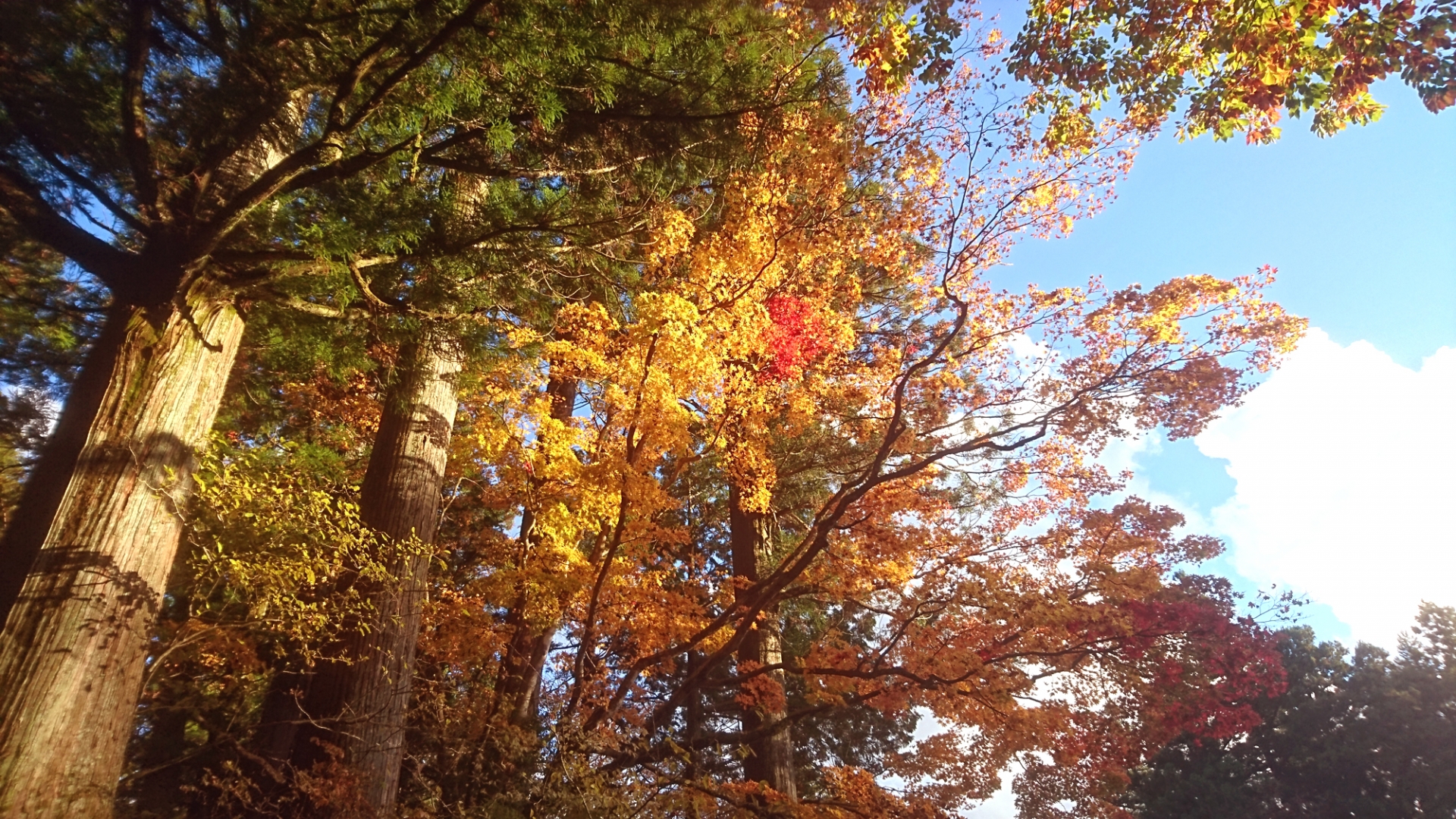 東照宮で紅葉もみじ狩り 見頃時期など紹介 日光でのんびり 情報発信ブログサイト Blue Rose