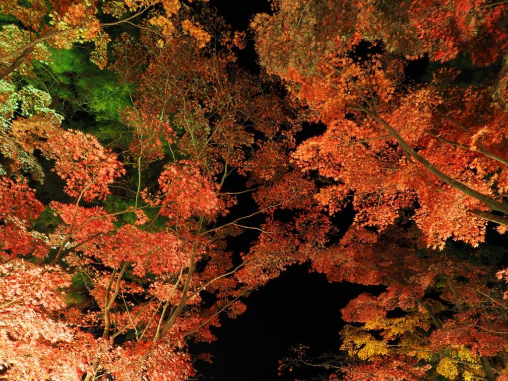 石山寺で紅葉もみじ狩り 見頃時期やライトアップなど紹介 情報発信ブログサイト Blue Rose