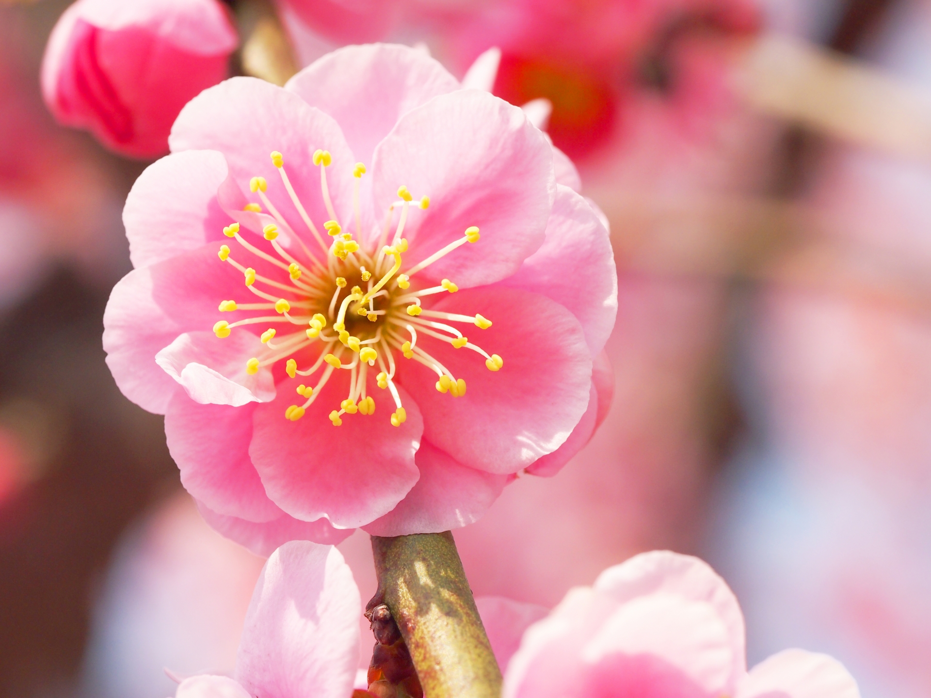 岡村梅林公園の梅21 開花状況や梅まつりなど紹介 中止 情報発信ブログサイト Blue Rose