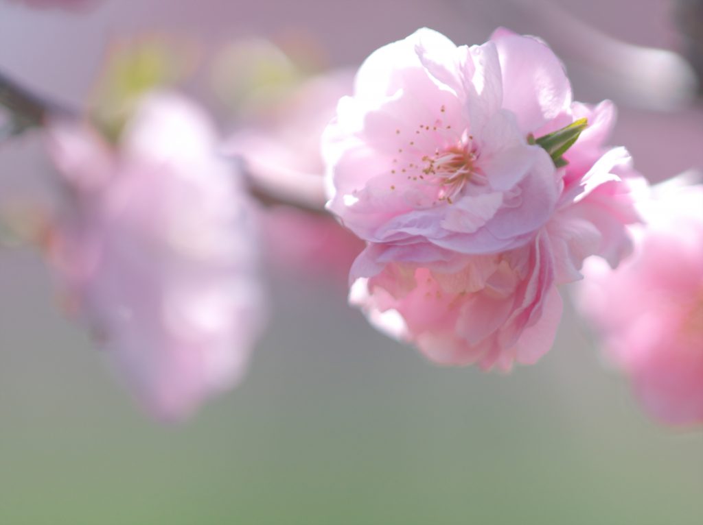 大宮第二公園の梅21 2月27日現在の梅の開花状況を紹介 情報発信ブログサイト Blue Rose