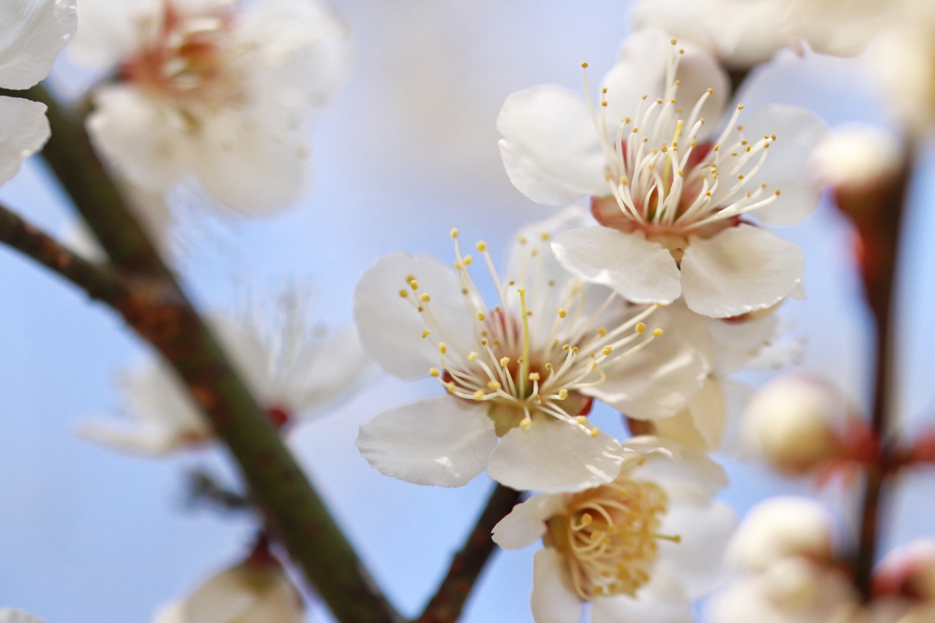 吉野梅園の梅21 梅まつりや開花状況など紹介 中止 情報発信ブログサイト Blue Rose