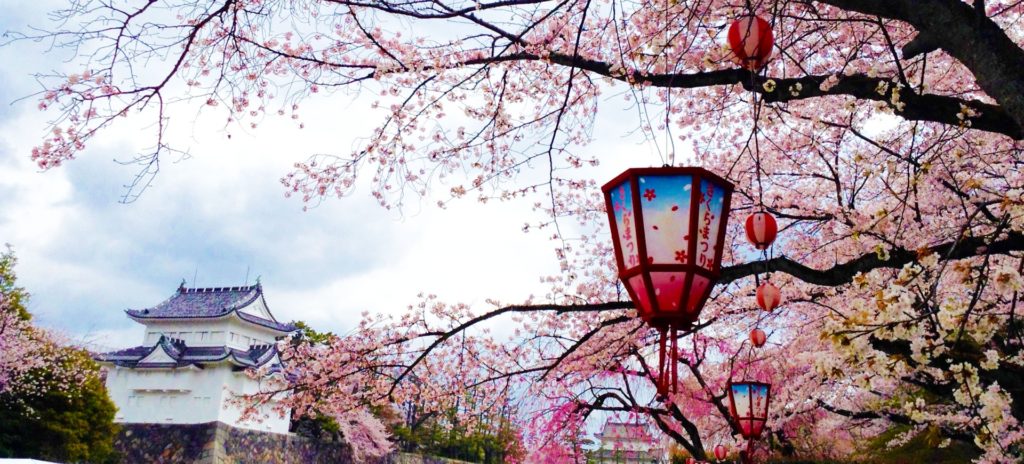 名古屋城の桜21 春まつりや桜まつりライトアップなど紹介 情報発信ブログサイト Blue Rose