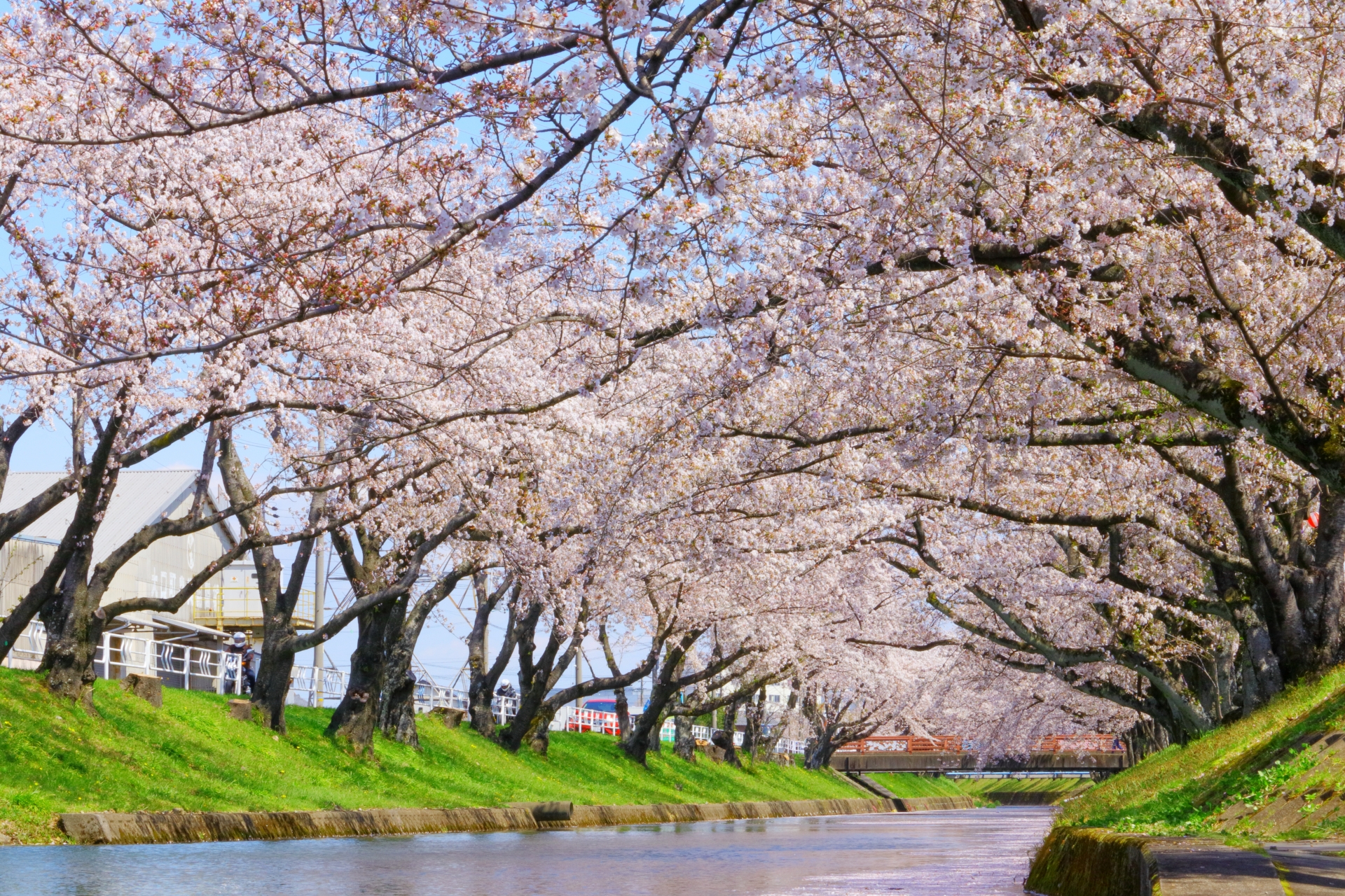 大口町五条川の桜21 金助桜まつりやライトアップなど紹介 情報発信ブログサイト Blue Rose 大口町五条川の桜21 金助桜まつりやライトアップなど紹介 情報発信ブログサイト Blue Rose