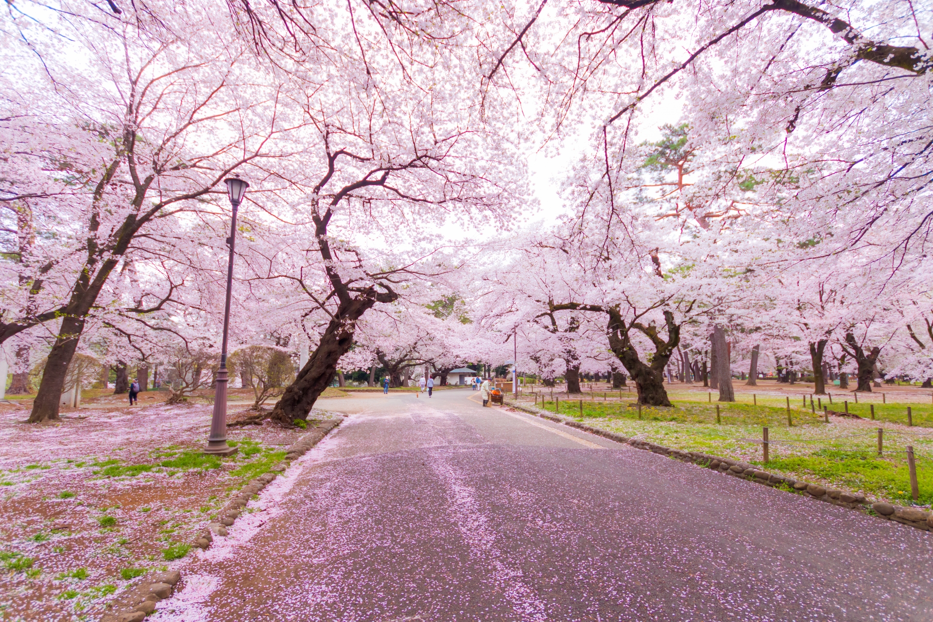 大宮公園桜まつり21 開花情報 状況など3月26日最新更新 情報発信ブログサイト Blue Rose