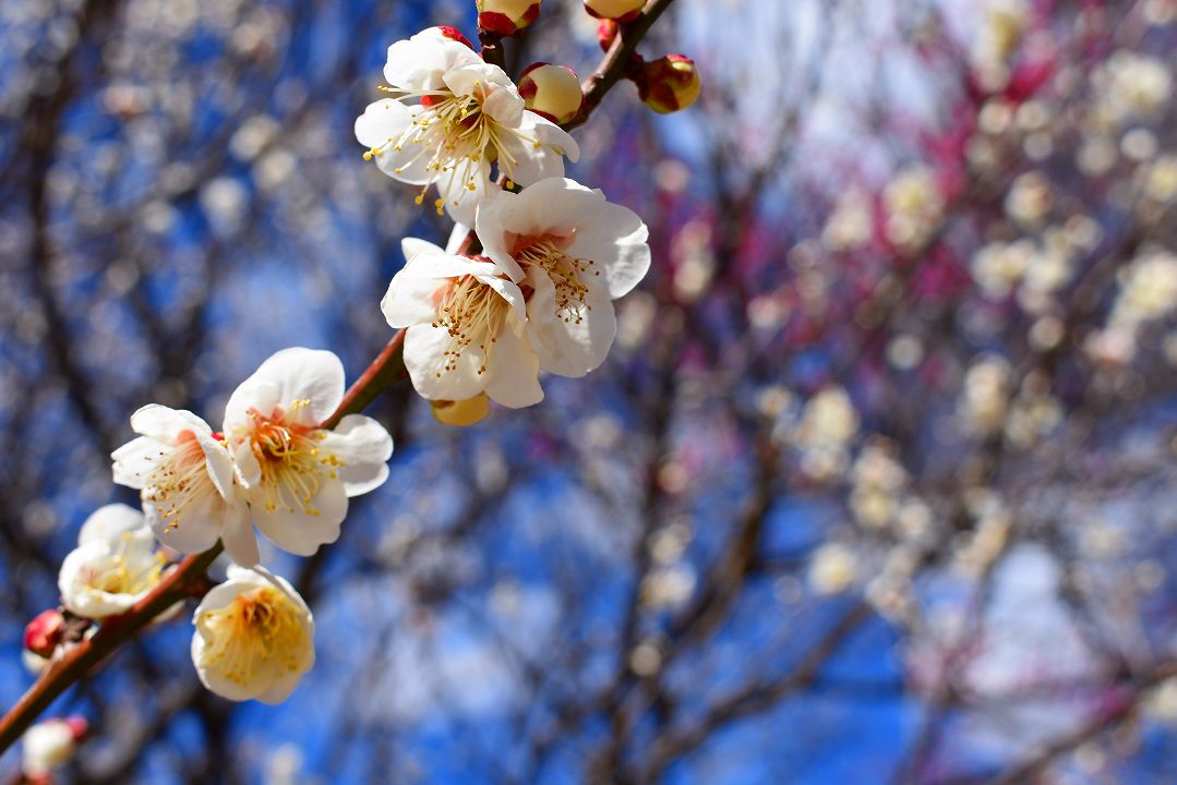 大宮第二公園の梅21 2月27日現在の梅の開花状況を紹介 情報発信ブログサイト Blue Rose