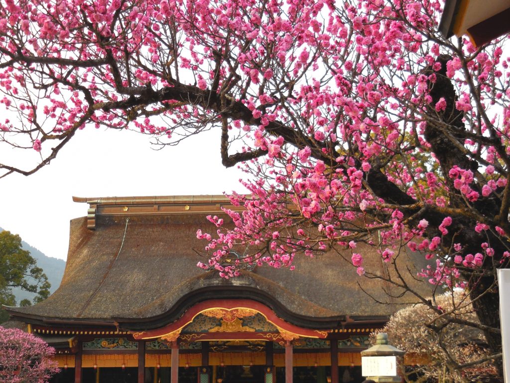 太宰府天満宮の梅22 開花状況や見頃時期など紹介 情報発信ブログサイト Blue Rose