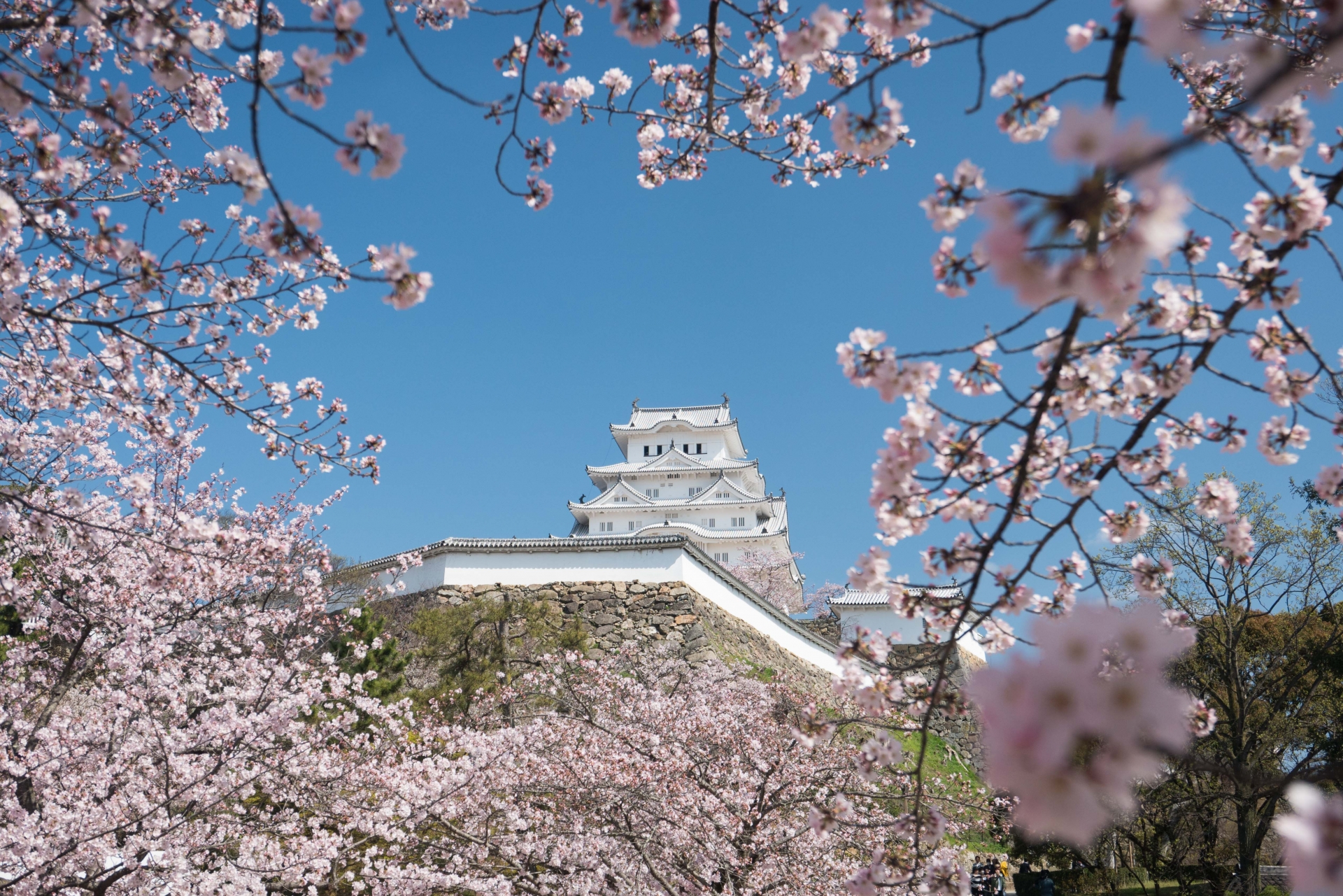 姫路城の桜まつり21 開花状況やライトアップなど紹介 情報発信ブログサイト Blue Rose