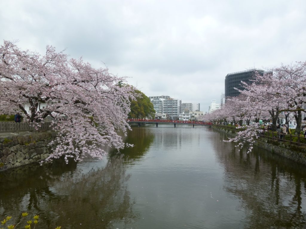 小田原城址公園の桜まつり21 開花状況やライトアップなど 情報発信ブログサイト Blue Rose