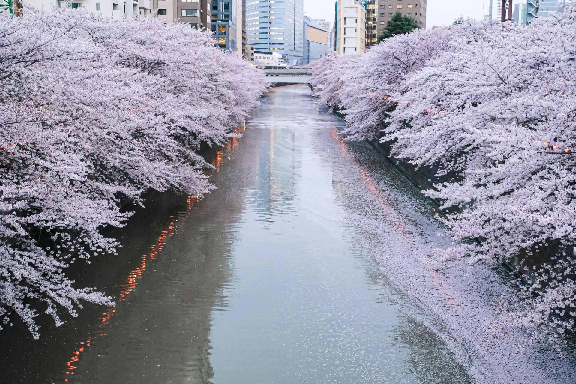 目黒川沿いの桜21 ライトアップや開花状況 見頃時期など紹介 情報発信ブログサイト Blue Rose