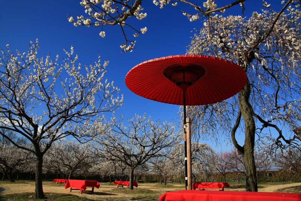 神崎梅園の梅まつり21 中止 開花状況や見頃時期など紹介 情報発信ブログサイト Blue Rose