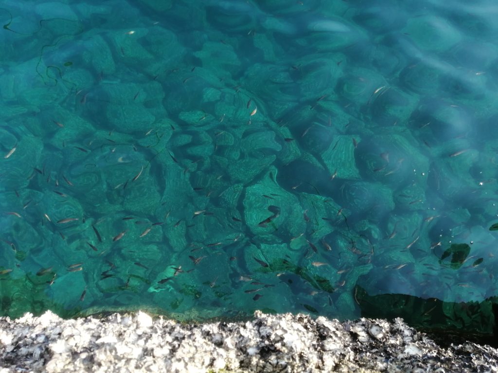 伊王島のおすすめ釣り場 穴釣りでカサゴが釣れた アカハタ 情報発信ブログサイト Blue Rose