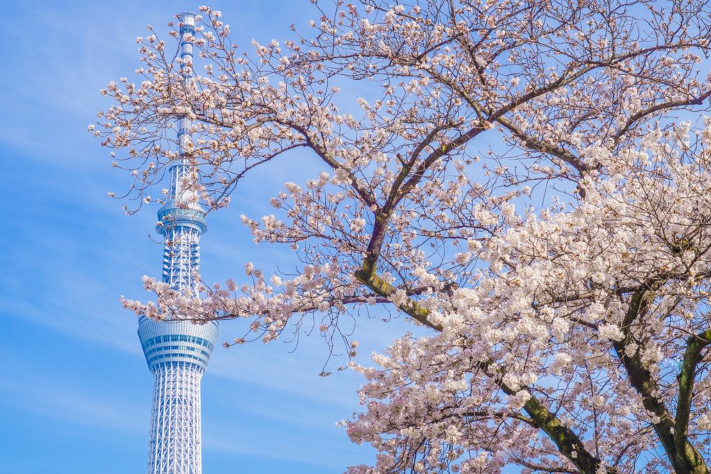 隅田公園の桜まつり2021！開花状況やライトアップなど紹介！ | 情報発信ブログサイト Blue Rose