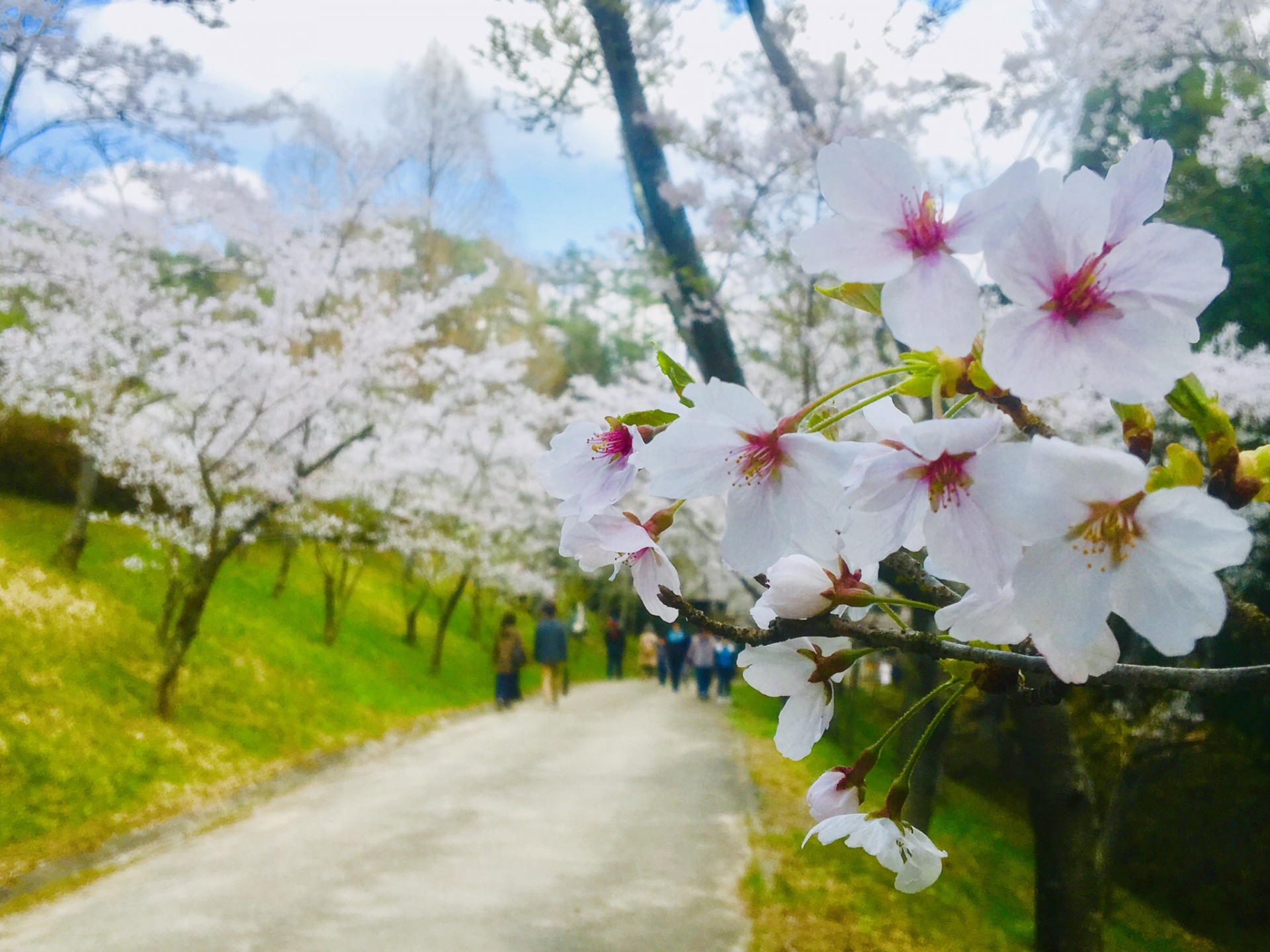 世羅甲山ふれあいの里桜まつり21 しだれ桜の開花情報など 情報発信ブログサイト Blue Rose