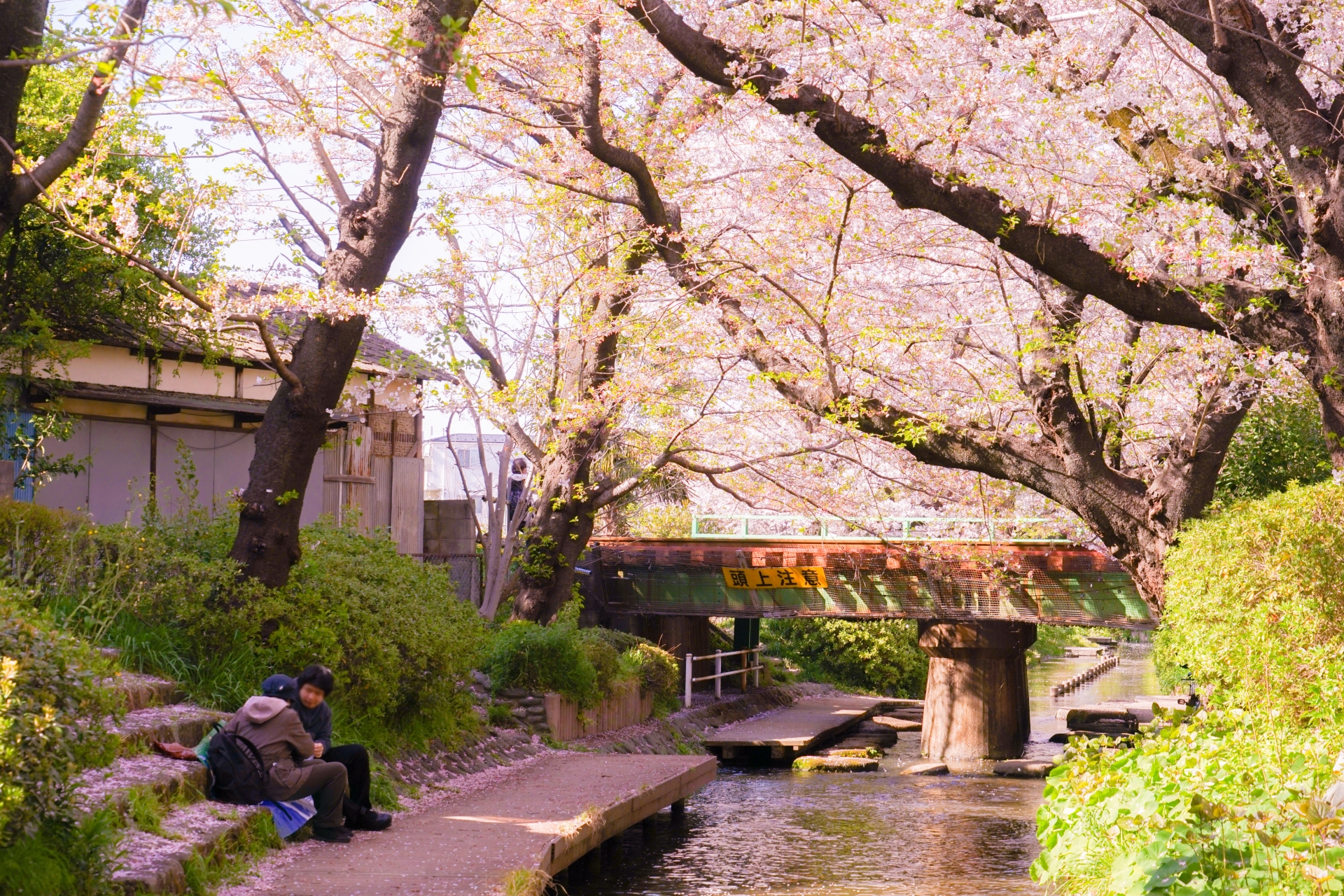 二ヶ領用水宿河原桜まつり21 開花状況とライトアップを紹介 情報発信ブログサイト Blue Rose