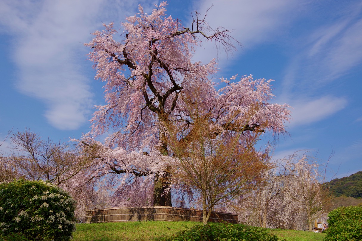 京都円山公園の桜21 開花状況や夜桜ライトアップなど紹介 情報発信ブログサイト Blue Rose