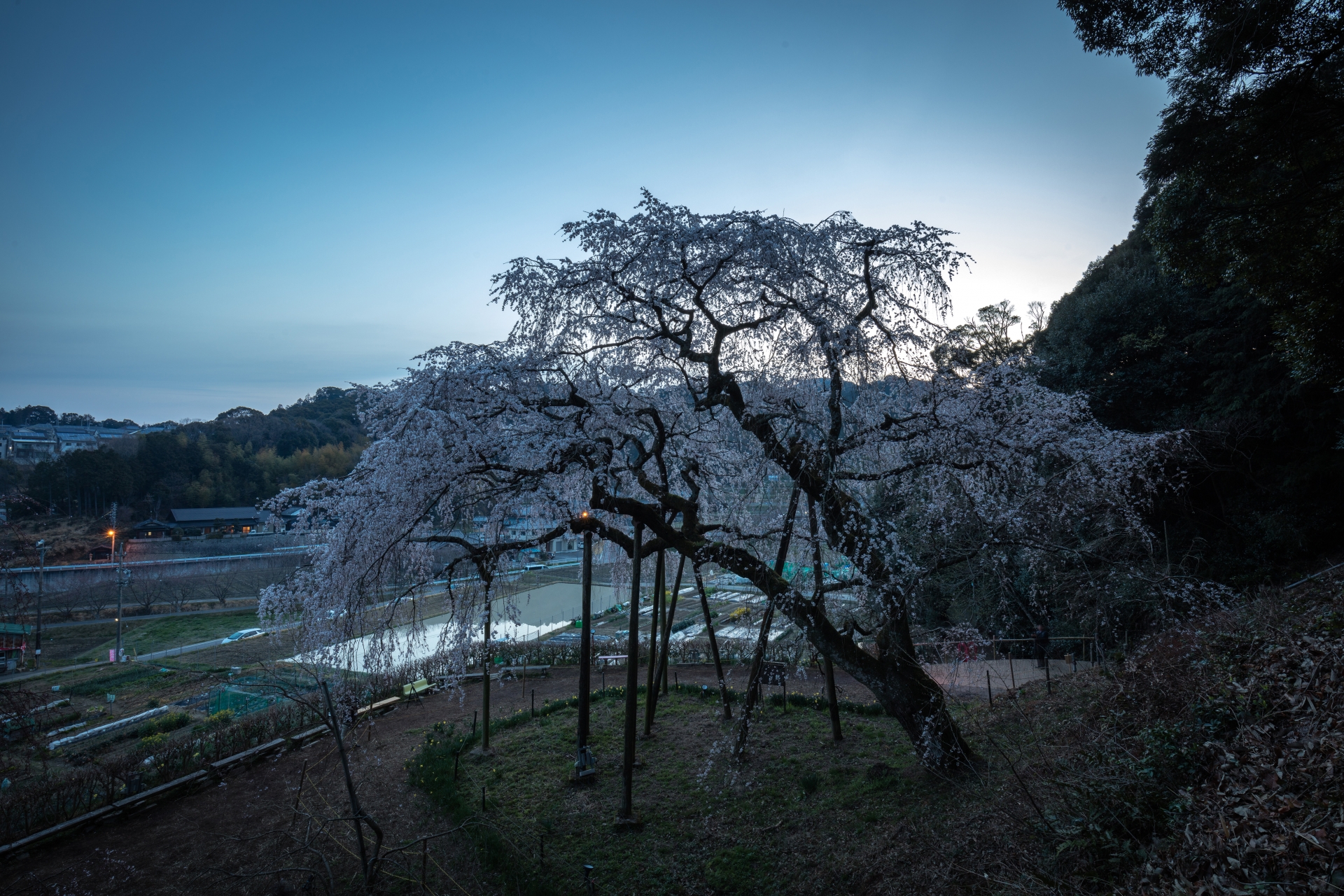 奥山田のしだれ桜まつり21 開花状況やライトアップなど紹介 情報発信ブログサイト Blue Rose