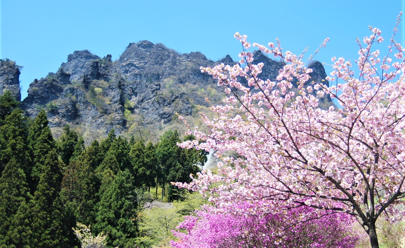妙義山さくらの里の桜21 開花状況や見どころなど紹介 情報発信ブログサイト Blue Rose