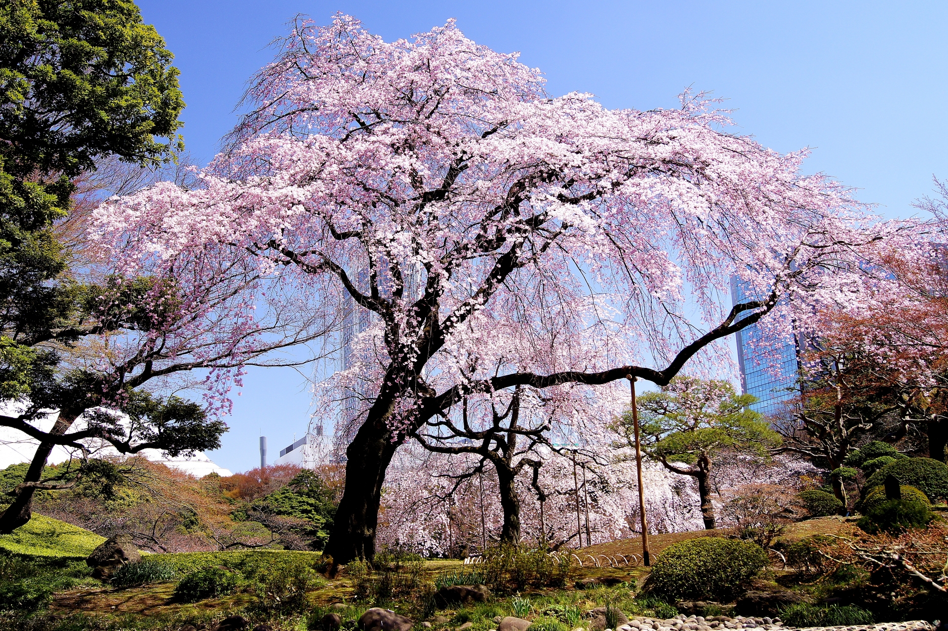 花見 小石川後楽園のしだれ桜21 開花状況や見どころなど紹介
