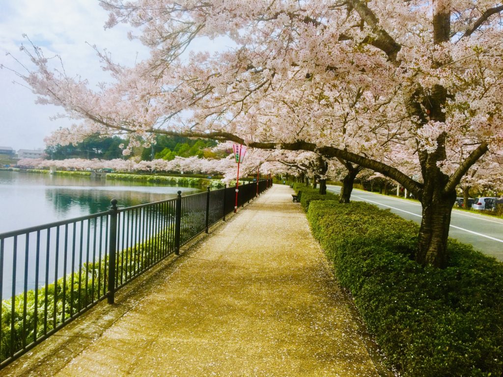 上野公園桜まつり21 開花状況や庄原さくらフェスティバルなど 情報発信ブログサイト Blue Rose