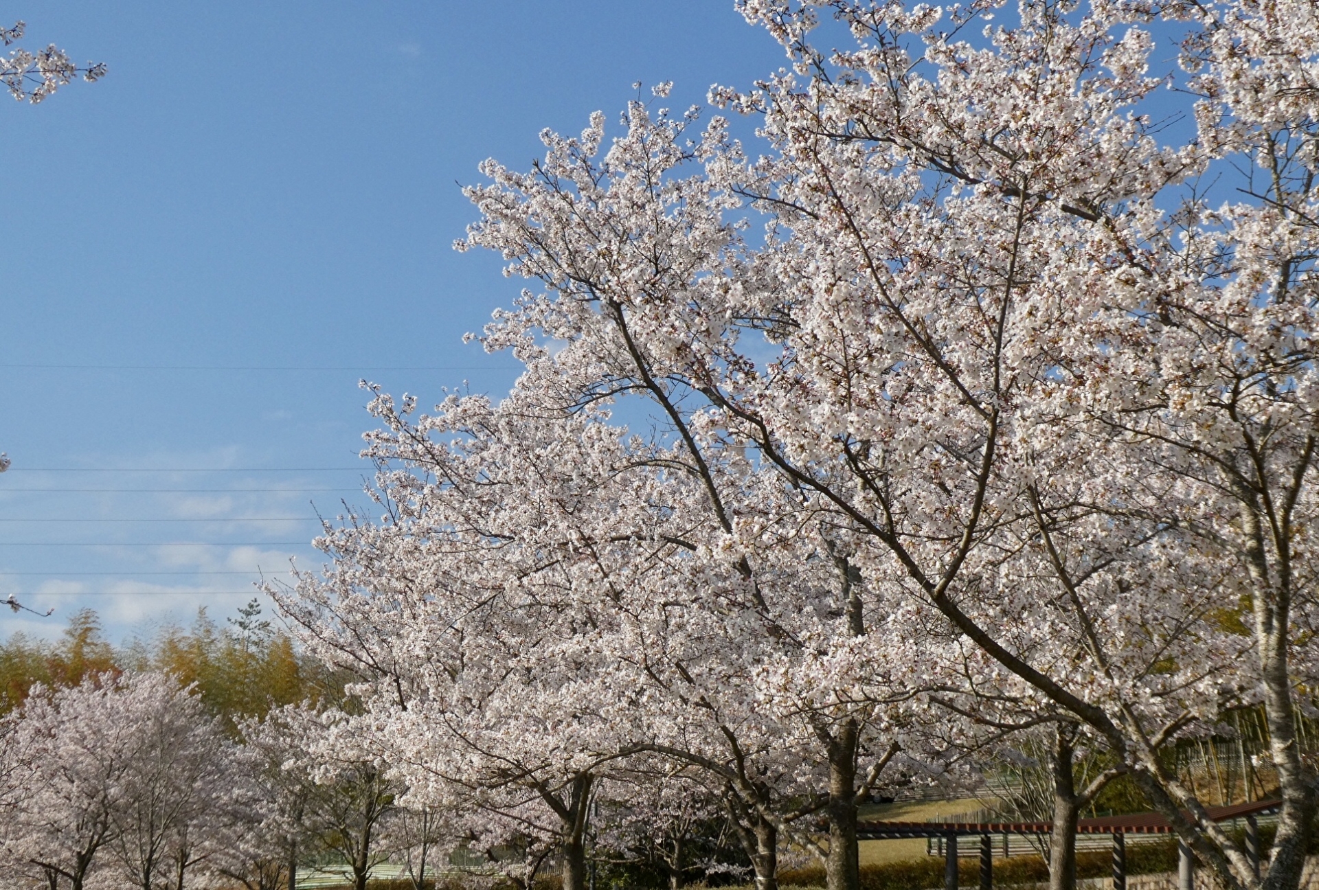 桜山公園の桜まつり21 開花状況や見どころなど紹介 情報発信ブログサイト Blue Rose