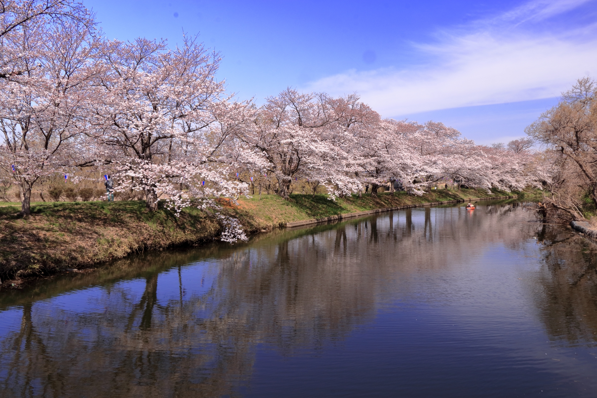 福岡堰さくらまつり21 開花状況やアクセスなど紹介 中止 情報発信ブログサイト Blue Rose