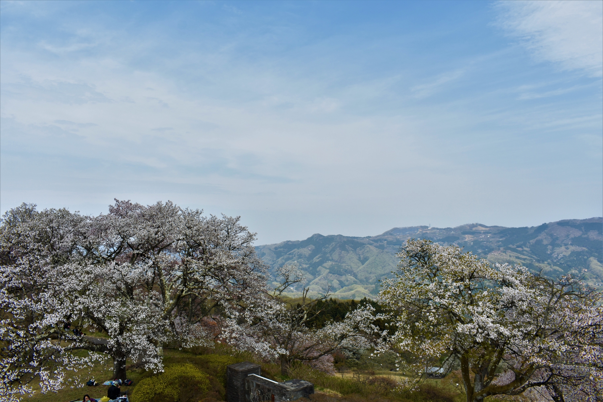 美の山公園の桜21 開花状況や見どころなど紹介 情報発信ブログサイト Blue Rose