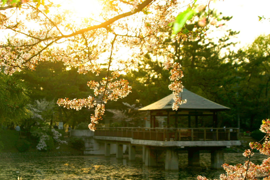 鶴舞公園の桜21 開花状況や花まつりライトアップなど紹介 情報発信ブログサイト Blue Rose
