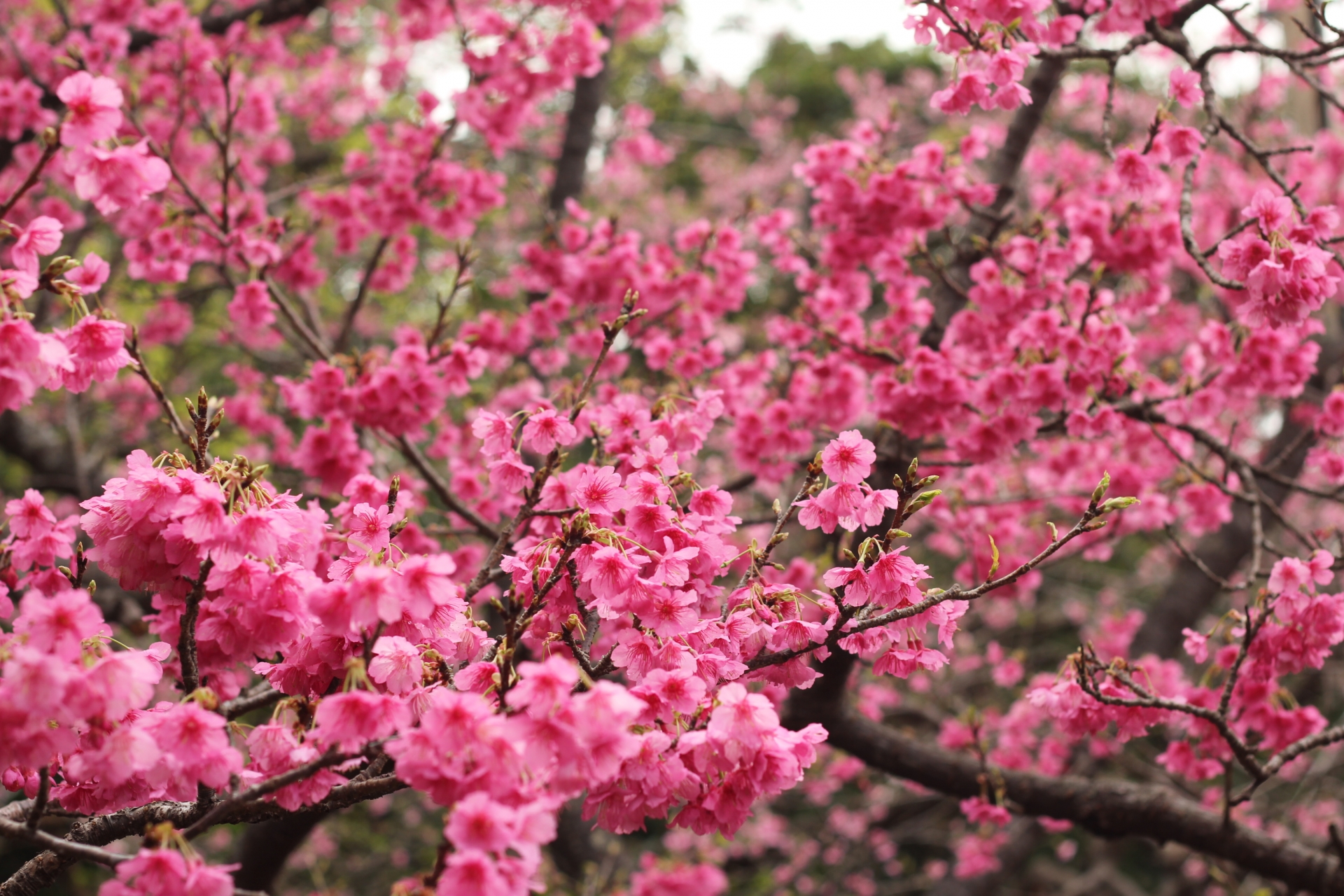 もとぶ八重岳桜まつり22 開催日程や見どころなど紹介 情報発信ブログサイト Blue Rose